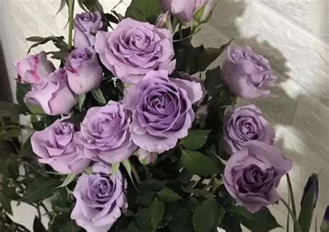 紫色 玫瑰 花語